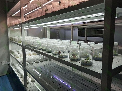 电白植物组织培养实验室设计建设方案